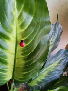 ידני מיני עץ פרת משה רבנו עם ספוג דביק עבור מיקרו נוף דקור מיני מקרר מגנטים רעיונות דקור - Product Image 6