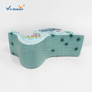 Modèle de structure des feuilles, appareil pour l'étude de la structure des cellules végétales, équipement expérimental de biologie pour les collèges et les lycées. - Product Image 3