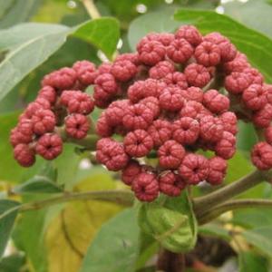 חם מכירה 98% <span class=keywords><strong>evodia</strong></span> rutaecarpa תמצית אבקת evodiamine תוספת 98% - Product Image 3