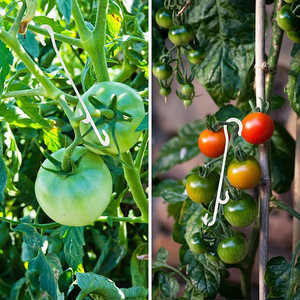 Clips de Plástico Blanco con Forma de J para Sujeción de Tomates y Uvas en Invernaderos - Product Image 3