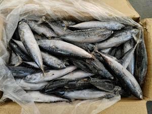Pescado Bonito Premium BQF con Rayas Oceánicas - Product Image 1