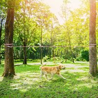 Câble de retenue pour chien de 50 pieds, réfléchissant, pour camping, système de guidage aérien, pour cour, entraînement, course et activités extérieures