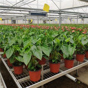 Grands bancs de serre avec système de culture en <span class=keywords><strong>plateau</strong></span> et système de table d'irrigation par flux et reflux en maille d'acier galvanisé à chaud - Product Image 5