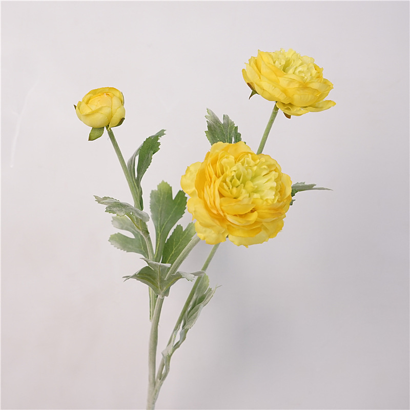 Giallo