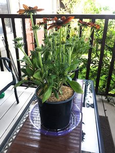 Set di 5 Vassoi Raccogligocce Rotondi in PVC Trasparente da 30 cm per Vasi da Giardino e Decorazioni Interne - Product Image 4