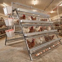 Poulailler automatique 4 niveaux pour poules pondeuses de type A – Équipement avicole pour l'élevage de poulets