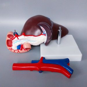Foie pancréas duodénum modèle hépatobiliaire pancréas rate coeliaque humain organes internes système digestif enseignement médecine - Product Image 6