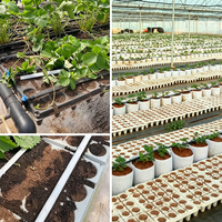 Plateau de semis en plastique PET robuste à 24 alvéoles avec trous de drainage, réutilisable pour fraises, tomates, poivrons, melons et pépinières