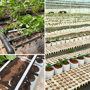 Plateau de semis en plastique PET robuste à 24 alvéoles avec trous de drainage, réutilisable pour fraises, tomates, poivrons, melons et pépinières - Product Image 6