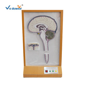 Modèles pédagogiques médicaux de haute qualité, modèles électrodynamiques de circulation du liquide cérébrospinal et matériel pédagogique biologique - Product Image 5