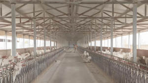 Establos para Ganado de Diseño Moderno, Estructura de Acero, Materiales de Construcción Metálicos para Granjas - Product Image 5