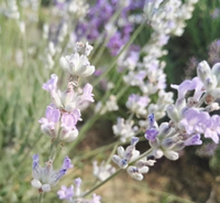 Minyak Lavender Cair Alami 100% Murni - Ekstrak Tanaman Bunga Biru untuk Produk Beraroma & Formula Perawatan Pribadi (Grosir dalam Kg)