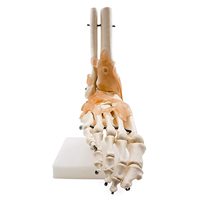 Modèle d'articulation du pied avec ligaments, modèle du pied et de la cheville, modèle d'anatomie du pied grandeur nature pour démonstration pédagogique CE/ISO
