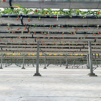 Système complet de serre agricole hydroponique multi-spans économique pour la culture de tomates, de fraises et de concombres, système de culture en verre
