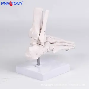 Modelo de Anatomía del Pie <span class=keywords><strong>Humano</strong></span> a Tamaño Real, Material PVC, para Rehabilitación, Enseñanza y Entrenamiento de Comunicación, Articulación del <span class=keywords><strong>Tobillo</strong></span> - Product Image 3