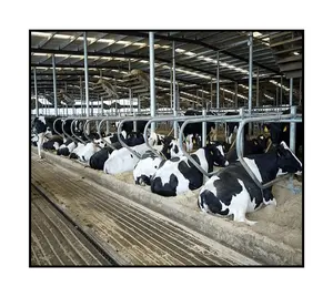 Large For Cattle Ranching Steel Structure Cow Dairy Farm Prefabricated Steel Structure Cow Shed