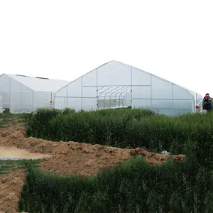 Oneone The Cheapest Agricultural/Commercial/Industrial Plastic Film Greenhouse with Complete Systems For Sale