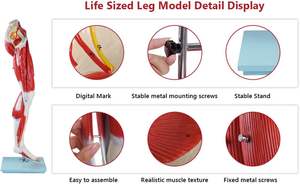Model anatomi otot kaki Model kaki otot 3D Model otot kaki manusia yang dapat dilepas 13 bagian sistem navigasi otot - Product Image 3
