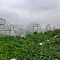 Serre agricole à voûte simple en film PE pour la culture de poivrons, laitues, concombres, tomates, piments, fraises et bleuets