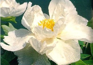 Лидер продаж, натуральный 10:1 30:1, экстракт снежного лотоса, экстракт колбаски, экстракта, экстракта высокой чистоты, травы снежного лотоса - Product Image 2