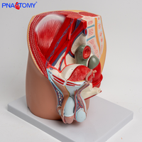 Modèle anatomique sagittal masculin adulte Système reproducteur et urinaire en plastique Assemblé Structure prostatique et pelvienne