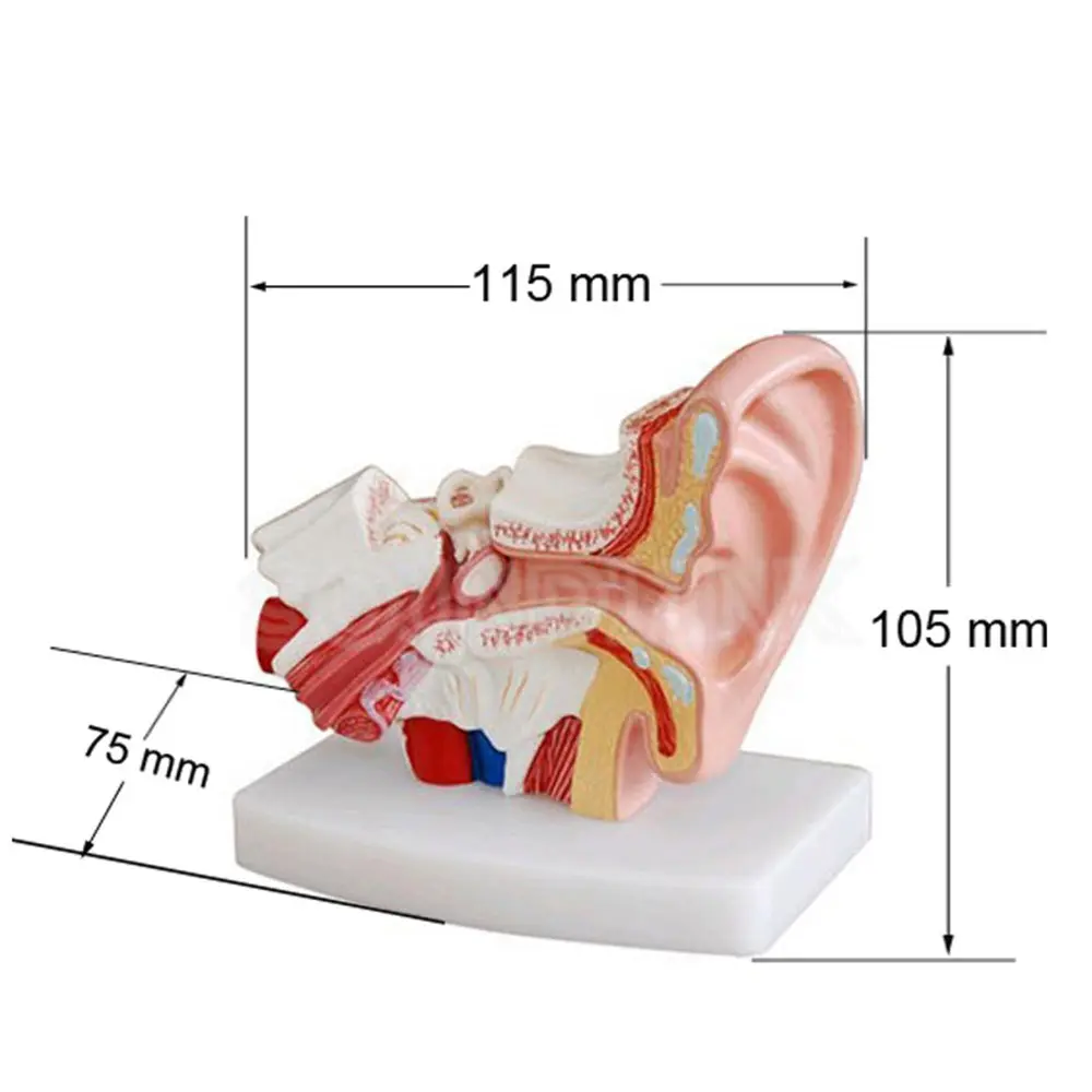 Pantalla anatómica de plástico para mostrar el oído humano y la educación, modelo de anatomía del oído, ciencia médica, 266,66g/PC