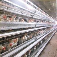Bas prix un type équipements d'élevage de volaille de cage de poulet de poule pour plus de 50 poulaillers