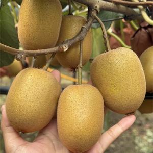 เกสรพันธุ์ชายคีวีฟรุ๊ตที่มีความกิจกรรมสูง |   พันธุ์พิเศษสำหรับการผสมเกสร |   โรงงานผลิตโดยตรง รับประกันคุณภาพ - Product Image 6