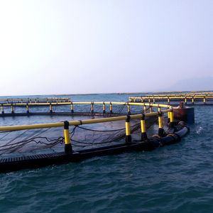 Low Maintenance Circular Aquaculture Cage HDPE <b>Floating</b> Net Cage Suitable For Open Coastal Waters - Product Image 6