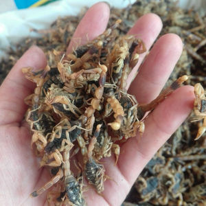 <span class=keywords><strong>Quan</strong></span> Xie ทั้งแมลงสมุนไพรป่าสีน้ำตาลราศีพิจิกเพื่อขาย - Product Image 4