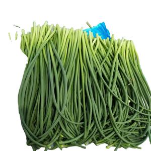 High Quality <strong>Fresh</strong> Organic Green <strong>Garlic</strong> Scapes | China <strong>Fresh</strong> <strong>Garlic</strong> Sprouts Stems for Wholesale | Healthy Vegetable for Stir-fry - Product Image 2