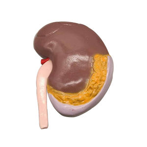 Segment rénal transparent (avec A) ZM1196 23*17*<span class=keywords><strong>12</strong></span> SMD143 - Product Image 3