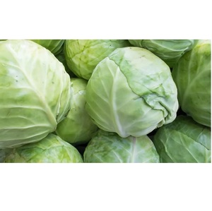 Repollo Fresco de Alta Calidad, Producto Agrícola para Servicios de Alimentación Comercial, Mercados Mayoristas y Suministro de Ingredientes para Cocina - Product Image 3