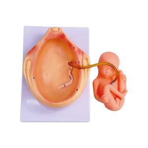 Thai nhi phát triển zm5046 - Product Image 4