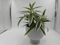 Plante artificielle en pot de Dracaena variegata, sans arrosage, sans entretien, décoration verte pour bureaux, entrées, étagères, bureaux, hôtels