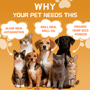 Seniorenhondencognitie Zachte Kauwsupplementen, Door Dierenarts Geformuleerde Kurkuma, Verbetering Van De Geheugencognitie, Dagelijks Onderhoud Van De Gezondheid Van De Hersenen - Product Image 4