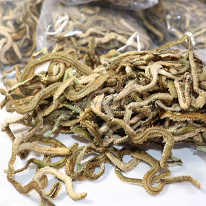 เหยื่อตกปลาแบบแห้งเหยื่อตกปลาแท้100กรัมเหยื่อตกปลาหนอนหนอนธรรมชาติเหยื่อตกปลาแบบแห้ง - Product Image 2