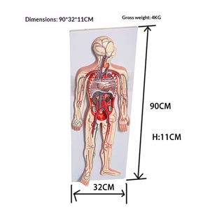 Modèle Anatomique Complet des Organes Viscéraux, Cardiaques et Vasculaires pour l'Enseignement, Système Circulatoire Humain - Product Image 2