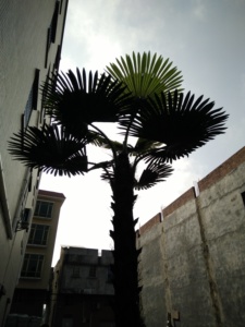 A fibra de vidro <span class=keywords><strong>artificial</strong></span> interna/exterior da palmeira personalizou a palmeira <span class=keywords><strong>artificial</strong></span> da decoração - Product Image 5