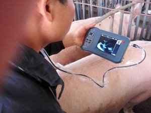 Ferme porcine <span class=keywords><strong>Grossesse</strong></span> Testeur Portable Échographe Portable Système pour les Vétérinaires, Les Agriculteurs et Les Éleveurs! - Product Image 5