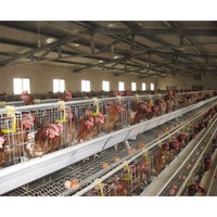Bâtiment de ferme avicole préfabriqué en acier à faible coût, conception de poulailler pour poules pondeuses