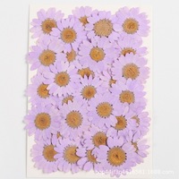 Fleur de marguerite séchée naturelle, emballage sous vide, fleur pressée pour la décoration de la maison en résine, la fabrication de bijoux, la décoration de coques de téléphone