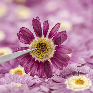 Marsey — Scrapbooking en résine époxy, résine naturelle, écologique, vraies fleurs pressées, DIY bricolage - Product Image 5