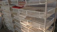 Durable et confortable pour la cage d'élevage de cailles/cage de ponte de cailles HJ-QC400B utiles