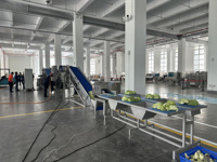 Productielijn voor salades op maat, inclusief machines voor het wassen en ontwateren van verse snijgroenten voor saladefabrieken