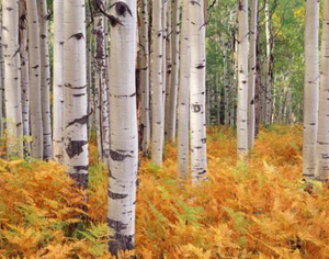 Orgabnic <span class=keywords><strong>bai</strong></span> <span class=keywords><strong>Hua</strong></span> <span class=keywords><strong>rong</strong></span> Chất lượng cao thảo dược khô toàn bộ Chaga Nấm - Product Image 6