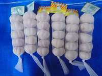 Gecertificeerde OPTIMUM merk China Shandong verse witte knoflook exporteurs voor de wereldmarkt, hoge kwaliteit groothandelsprijs