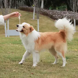 Sunray Mascota Corda de cânhamo natural para cães, brinquedo interativo para animais de estimação, conjunto de brinquedos de algodão e cânhamo