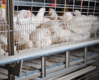 Nouveau design 60 à 320 oiseaux capacité couveuse cage à poulet galvanisé à chaud 3/4 couches avec 2 portes un type batterie d'élevage de volaille