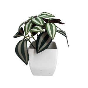 Bán Buôn Mini Chậu Mọng Nước Tường Nghệ Thuật Gỗ Trang Trí Nhân Tạo Nhựa Cây Cho Các Bên Sinh Nhật Tự Nhiên Lá Caqpo - Product Image 2